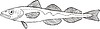 Vector clipart: Boreogadus saida (polarcod)