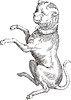 Vector clipart: Canis Major (Great Dog, «Uranographia» by J. Hevelius)