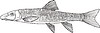 Vector clipart: Catostomus catostomus rostratus (red-sucker)