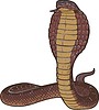 cobra