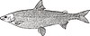 Vector clipart: Coregonus lavaretus ludoga