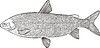 Coregonus nasus (whitefish)