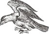 Corvus (Crow, «Uranographia» by J. Hevelius) | Stock Vector Graphics