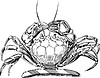 Vector clipart: crab