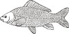 Cyprinus carpio (carp)