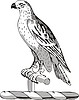 Vector clipart: falcon