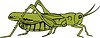 Vector clipart: grasshopper