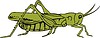 grasshopper