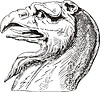 Vector clipart: griffin head