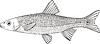 Leuciscus leuciscus (dace)