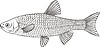 Leuciscus sephalus (chub)