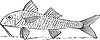 Vector clipart: Mullus barbatus ponticus (red mullet)