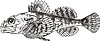 Vector clipart: Myoxocephalus scorpius (sculpin)