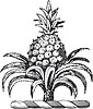 Vector clipart: pineapple