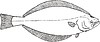 Vector clipart: Reinhardtius hippoglossoides (greenland halibut)