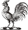 Vector clipart: rooster