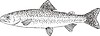 Vector clipart: Salmo irideus (rainbow trout)