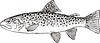 Vector clipart: Salmo trutta (brook trout)