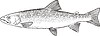 Vector clipart: fish Salvelinus alpinus (charr)