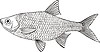 Vector clipart: Scardinius erythrophtalmus (rudd)