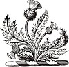 Vector clipart: thistle