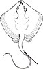 Vector clipart: Trygon pastinaca (stingray)