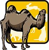 camel