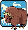 musk-ox