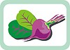 Vector clipart: beet