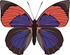 Vector clipart: Agrias narcissus butterfly