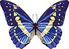 Vektor Cliparts: Schmetterling