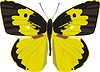 Vector clipart: butterfly