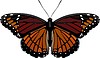 Vector clipart: butterfly