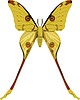 Vector clipart: Comet Moth butterfly (Argema mittrei)