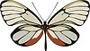 Vector clipart: Godyris duillia butterfly