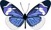 Vector clipart: Heliconius eleuchia butterfly