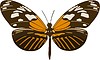 Векторный клипарт: бабочка Heliconius elevatus