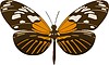 Vector clipart: Heliconius elevatus butterfly