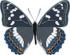 Vector clipart: Limenitis populi butterfly