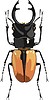 Vector clipart: beetle Odontolabis ludekingi