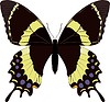 Papilio garamas Schmetterling