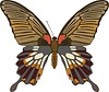 Vector clipart: Papilio memnon butterfly