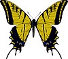 Vector clipart: Papilio multicaudatus butterfly