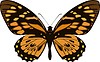 Vector clipart: Papilio zagreus butterfly