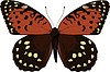 Vector clipart: Regal fritillary butterfly (Speyeria idalia)