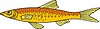 Vector clipart: fish