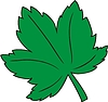 maple leaf