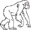 Vector clipart: chimpanzee