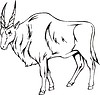 Vector clipart: common eland