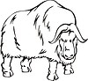 musk-ox